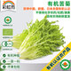彩虹雨 北京農場(chǎng)有機苦菊250g 歐盟認證有機蔬菜自有農場(chǎng)一菜一碼