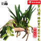 劉閣蘭花劉閣蘭花苗 矮種建蘭青葉靈素達摩 夏帶花苞出售室內(nèi)外花卉苗木草 靈素達摩3苗連體，收藏送肥