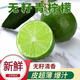 滿柚春無(wú)籽青檸檬塔西提薄皮多汁香水檸檬小青檸奶茶店專(zhuān)用 海南小青檸2斤裝
