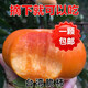 駿灝柿子樹(shù) 特大新品 脆甜柿子苗南方北方盆栽地栽嫁接果樹(shù)苗當年結果 無(wú)核脆甜柿 3年苗【明年結果】