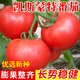種菜記大紅番茄種子紅果西紅柿產(chǎn)量高東方正大凱斯蒙特無(wú)限生長(cháng)型番茄籽 凱斯蒙特 20粒