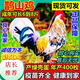 正品一斤七彩神仙鵲山雞脫溫雞苗批發(fā)魚(yú)鱗活體苗五彩的雞苗魚(yú)鱗雞 到手6只【1公5母】包活到家 一斤鵲山雞苗【疫苗齊全】