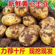 柏饞新鮮黃皮土豆現(xiàn)挖現(xiàn)發(fā)農(nóng)家自種黃皮黃心土豆馬鈴薯新鮮洋芋 黃皮土豆9-10斤帶箱 大果