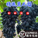 果園直發(fā)脆甜藍寶石葡萄無(wú)籽黑提新鮮孕婦水果美人金手指葡萄 1斤