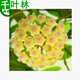 新苗特價(jià)球蘭盆栽球蘭花苗小苗 球形花卉 球蘭花室內爬藤花卉盆栽 12號蒙迪 不含盆