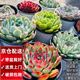 兩腿跑【送貨上門】教師節(jié)多肉植物帶盆桌面盆栽組合綠植花卉幼兒園盆栽 3盆單頭(9cm原盆栽好)