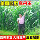 魚草種籽四季多年生美國(guó)高丹王蘇丹草養(yǎng)雞鴨鵝豬牛羊高產(chǎn)牧草種子 美國(guó)巨型高丹王種子1斤 春夏播種
