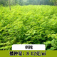 QCDD紫穗槐種子荒山綠化斜邊坡公路河堤護坡固土草種刺槐植物灌木草籽 刺槐種子1斤
