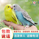 朗繽 鸚鵡活體鳥活物虎皮鸚鵡幼鳥玄鳳寵物鳥說話鳥雛鳥活體 藍(lán)色+黃色虎皮（一公一母）