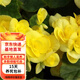 重瓣麗格海棠盆栽開花室內(nèi)陽(yáng)臺(tái)花卉玫瑰玻璃海棠 黃色麗格海棠 含加侖盆