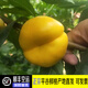 禾人平谷桃 平谷大桃鮮桃禮盒 北京平谷桃禮盒 生鮮水果 黃金蟠黃油蟠5斤+【精品特級裝】