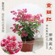 臨雅三角梅花樹(shù)苗盆栽帶花老樁特大苗漳紅櫻室內陽(yáng)臺高端爬藤四季開(kāi)花 【重瓣紅】大苗約45-50cm