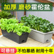 德沃多種菜盆陽(yáng)臺專(zhuān)用長(cháng)方形懶人室外塑料花盆養蔬菜盆栽植物家用大號