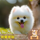夢茜兒純種博美犬球形博美幼犬活體寵物狗狗茶杯犬博美狗小白狗小體博美 寵物級 精品款 母