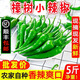 映棠正宗湖南岳陽(yáng)特產(chǎn)樟樹(shù)小辣椒本現摘現發(fā)新鮮蔬菜薄皮辣椒青線(xiàn)椒 樟樹(shù)小辣椒 2斤 發(fā)順豐【東三西三海南+30】