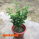 楚恒虎頭茉莉花盆栽室內外陽(yáng)臺重瓣濃香花卉獨桿茉莉花苗 獨桿虎頭