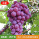 玩冒（WMO）嫁接葡萄苖耐寒果樹(shù)藍寶石盆栽庭院南方北方種植巨峰無(wú)籽葡萄樹(shù)苗 紅提 推薦5年苗 結果多好成活