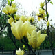 濱淇玉蘭花樹(shù)苗黃玉蘭風(fēng)景樹(shù)綠化苗黃玉蘭地徑2公分粗1棵源頭直發(fā)