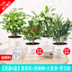 綠有意綠植盆栽多肉花卉盆栽植物室內(nèi)桌面水培綠植辦公室客廳植物懶人 茉莉花+虎刺梅+九里香+羅漢松