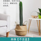 量天尺仙人掌仙人柱多肉盆栽植物網(wǎng)紅北歐風(fēng)中大型客廳辦室內盆栽 量天尺25-30cm帶根須(不含盆)