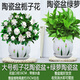 大號綠蘿盆栽梔子花卉室內(nèi)發(fā)金錢財(cái)樹大號白紅掌文竹常春藤加侖陶瓷盆四季常綠好養(yǎng)易活凈化空氣常春藤萬年青 綠蘿郁金香陶瓷盆+梔子花郁金香陶瓷盆+肥料2包 含盆