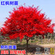 苗彩紅楓樹(shù)苗日本紅舞姬紅楓苗嫁接美國紅楓小苗中國四季紅楓紅楓葉樹(shù) 3公分粗【分枝多多】