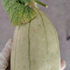 陜西高石脆瓜新鮮水果甜瓜香瓜脆甜多汁薄皮現(xiàn)摘3/4斤整箱禮盒裝 4斤