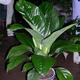 綠巨人 盆栽室內客廳大型盆景植物綠植萬(wàn)年青白掌大葉植物 綠巨人高60-70cm（掌柜推薦） 含盆