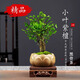臨雅小葉紫檀盆景綠植樹(shù)苗盆栽辦公室內客廳桌面老樁植物四季好養花卉 小葉紫檀（黑骨茶）+蓮花盆+木托