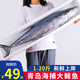 漁哥戲魚鲅魚銷量5萬+條 青島大鲅魚送禮禮盒鲅魚整條海魚馬鮫魚冷凍鮮活 4斤裝/2條