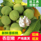 榮果【順豐現(xiàn)貨】25年青皮核桃新鮮濕核桃薄皮當(dāng)季鮮果可選去青皮核桃 5斤裝（青皮）核桃（+開果器)