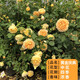 黎昕  薔薇花種子爬藤月季苗花種子四季開花攀援花卉庭院玫瑰花種籽 黃金慶典多季花苗