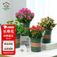 花翁長(cháng)壽花盆栽花卉綠植源頭直發(fā) 紅黃紫粉（帶花苞）+加侖盆 4盆