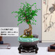 祺典小葉榆樹盆景老樁飄枝造型盆栽室內(nèi)客廳陽臺庭院綠植四季常青植物 提根小葉榆樹+蝸牛盆+底座