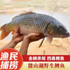 安峰山【鯉魚(yú)】野捕黃河流域大鯉魚(yú)新鮮鮮活四鼻鯉魚(yú)大魚(yú)活魚(yú)現殺 鯉魚(yú)鮮活現殺 四條裝(殺好總重3.6斤-4.0斤)