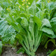 壽禾 增城遲菜心種子蔬菜種籽秋冬季菜苔四季陽臺菜籽 壽禾增城遲菜心種子15g