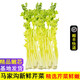 蔬果哆青島特產(chǎn) 馬家溝空心芹菜 順豐現(xiàn)摘大黃葉芹菜 涼拌 生吃 榨汁 精品嫩芯 2斤