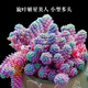 生石花屁股花 新款多肉植物室內綠植盆栽超萌多肉肉嘟嘟 組合含盆 西瓜紅 旋葉姬星美人一盆 不含盆