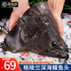 尚致鰈魚(yú)頭格陵蘭深海比目魚(yú)頭碟魚(yú)頭超大鮮活冷凍鴉片魚(yú)頭 【2只】鰈魚(yú)頭 1000g /只