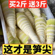 水果蔬菜竹筍新鮮野生嫩筍尖山筍小竹筍農(nóng)家清水筍袋裝春筍冬筍麻 純嫩筍尖2500g