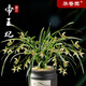 華香園綠植 蘭花苗金邊鶴藝【帝王妃】四季建蘭矮種 大果冠 耐陰辦公 室內(nèi)綠植花卉盆栽 帝王妃6苗連體裸根 不帶花苞