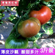 舍客（SGOOR）草莓西紅柿 沙瓤自然熟 新鮮水果番茄密云鐵皮柿子適合生吃 京彩番茄 3斤 試吃裝 健康放心