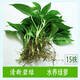 格調(diào)生活水培綠蘿裸根水養(yǎng)綠植物大葉綠籮花卉金錢發(fā)財(cái)樹白吉利紅掌富貴竹 15株水養(yǎng)綠蘿 不含盆