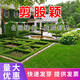 簡(jiǎn)雪進(jìn)口草坪種子草籽矮生四季青庭院綠化四季常青護坡免修剪草種子 剪股穎種子1斤