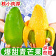 顧果鮮大青芒新鮮熱帶芒果9斤當季新鮮水果青皮金煌芒甜心芒果整箱生鮮 9斤 甄選特大果【單果400g+】