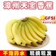 四叔公果蔬（現(xiàn)摘現(xiàn)發(fā)）漳州天寶大香蕉 新鮮水果當(dāng)季香甜軟糯皇帝蕉芭蕉 天寶.香蕉 9斤精品
