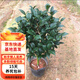克瑞墨大牡丹茶花樹苗紅花綠植盆景地栽盆栽 七年苗克瑞墨 不含盆