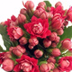 元井  帶花苞發(fā)貨長(zhǎng)壽花盆栽巴黎大花重瓣四季開(kāi)花觀(guān)花植物室內(nèi) 紅色長(zhǎng)壽花 不含盆