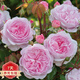 爬藤月季特大季盆栽地載花苗庭院藤本植物歐月薔薇玫瑰果汁陽臺藍色風暴粉龍 我的心【不爬藤】