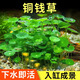 勝畫銅錢草魚缸水草水培植物直接入缸造景蜈蚣草凈化水質(zhì)古法養(yǎng)魚草 銅錢草1盆約15-20根